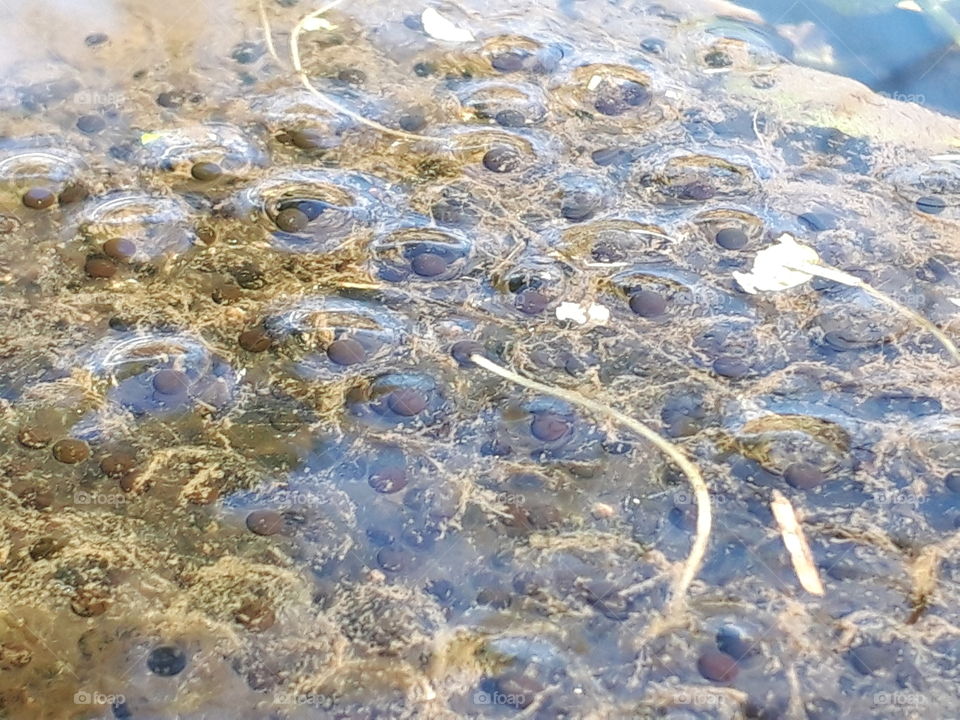 frog spawn