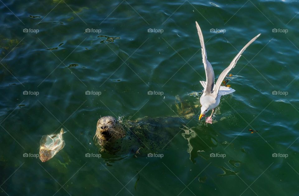 Harbour seal and seagull compete for fish dinner 