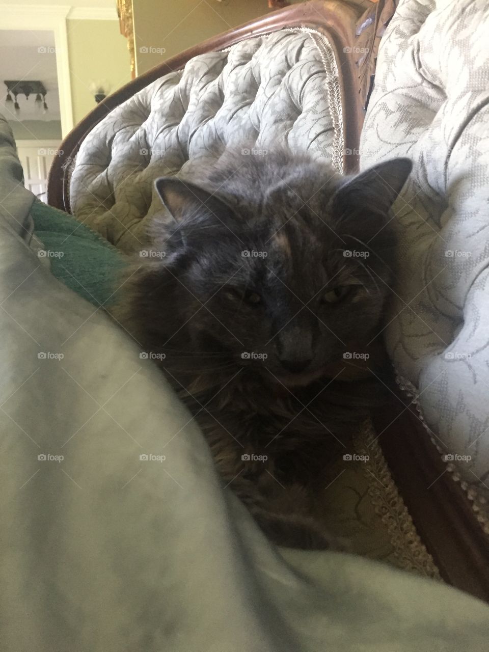 Cat, Pet, Sleep, Portrait, One