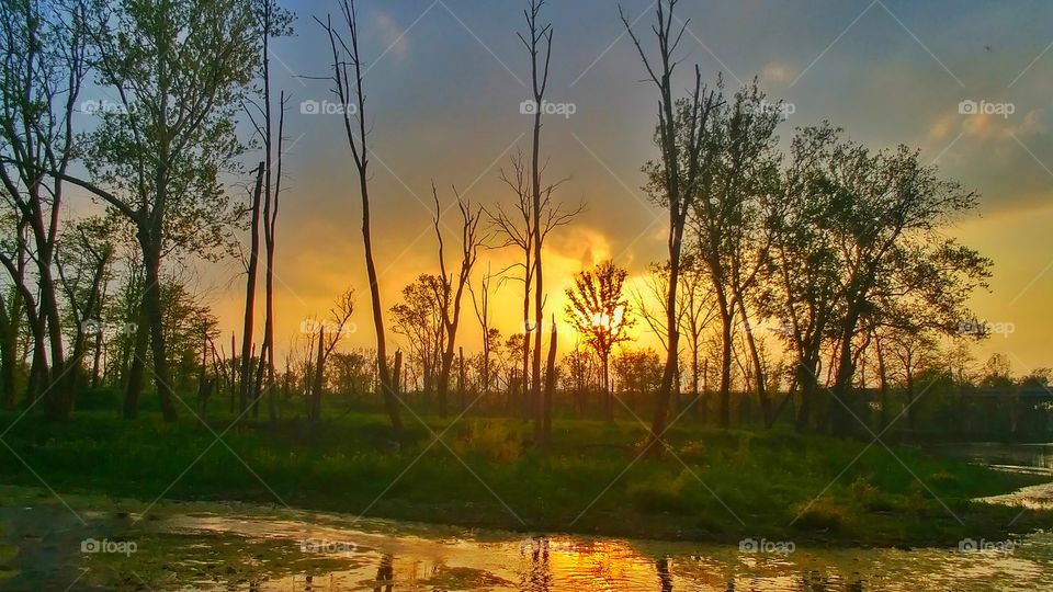 sun set in the woods