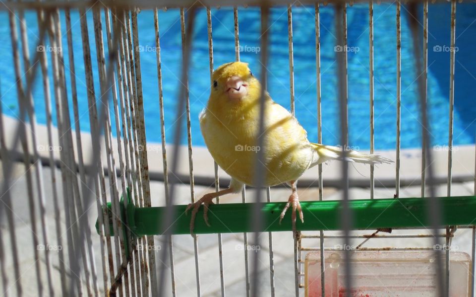 Bird in cage