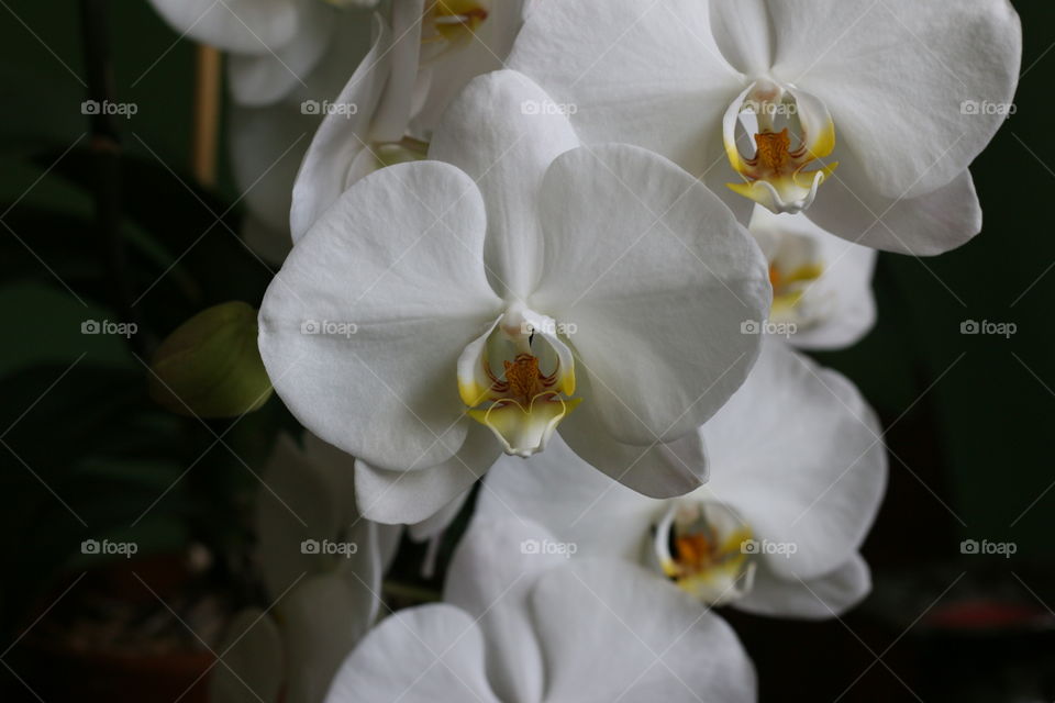 White Orchids  