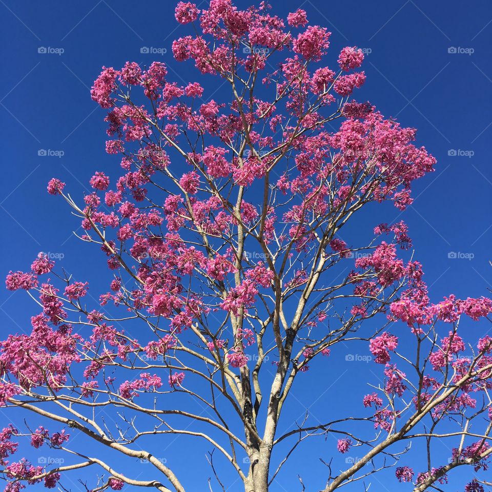 Pink tree