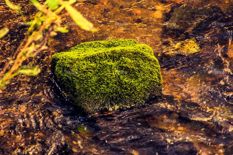moss covered rock in the stream
