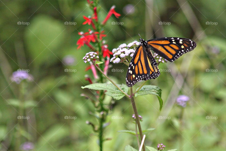 Butterfly on flower pretty Tiny small bright fresh pretty red
