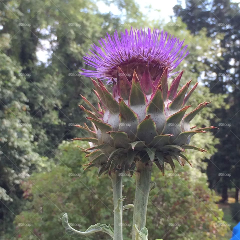 Thistle 