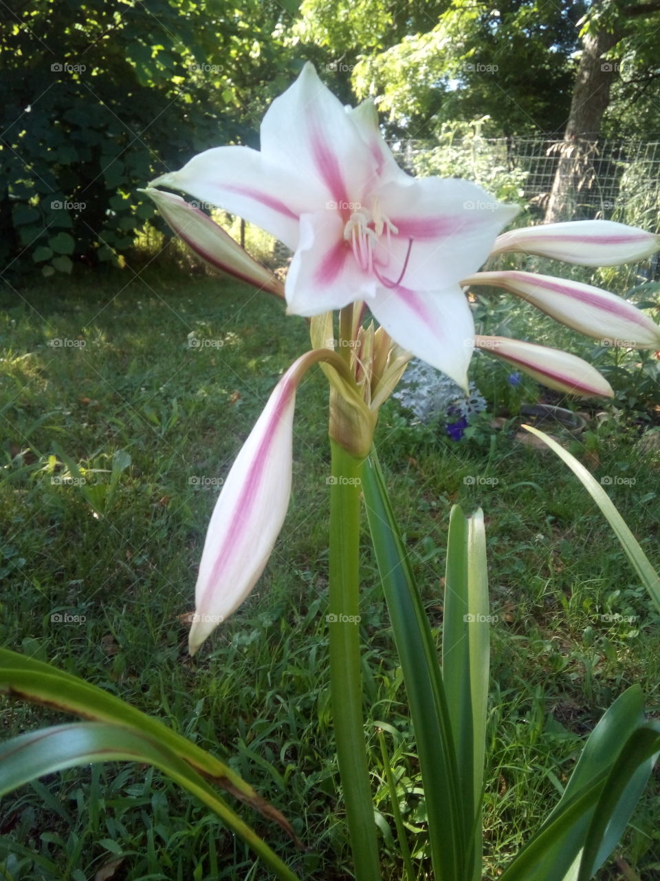 when I'm having a tough day I love looking out in my yard and seeing the beauty God has made.