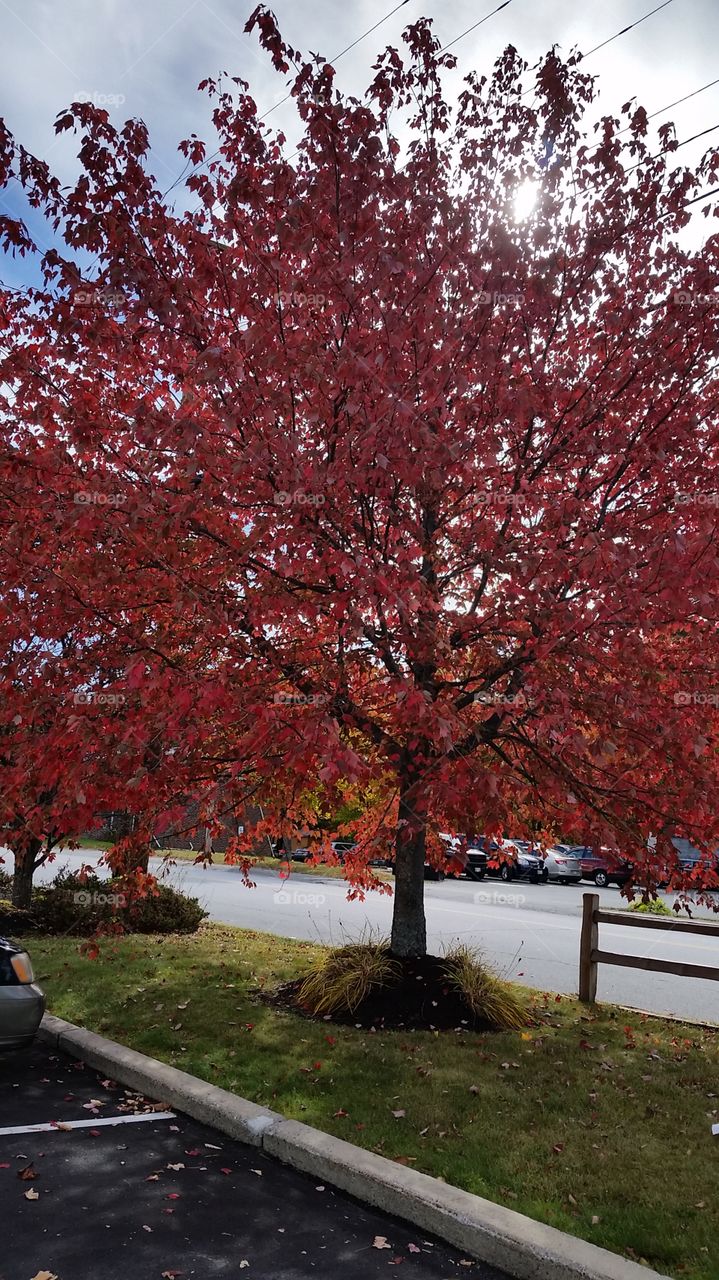 red trees color