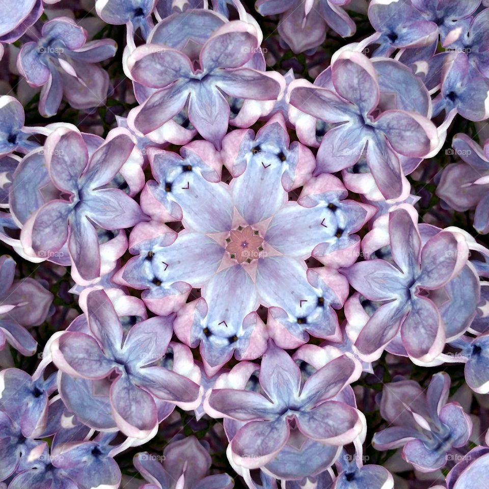 Lilacs mandala star