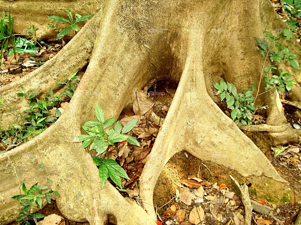 Tree roots closeup