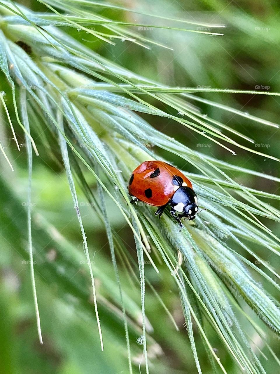 A ladybug walking down a piece of grass