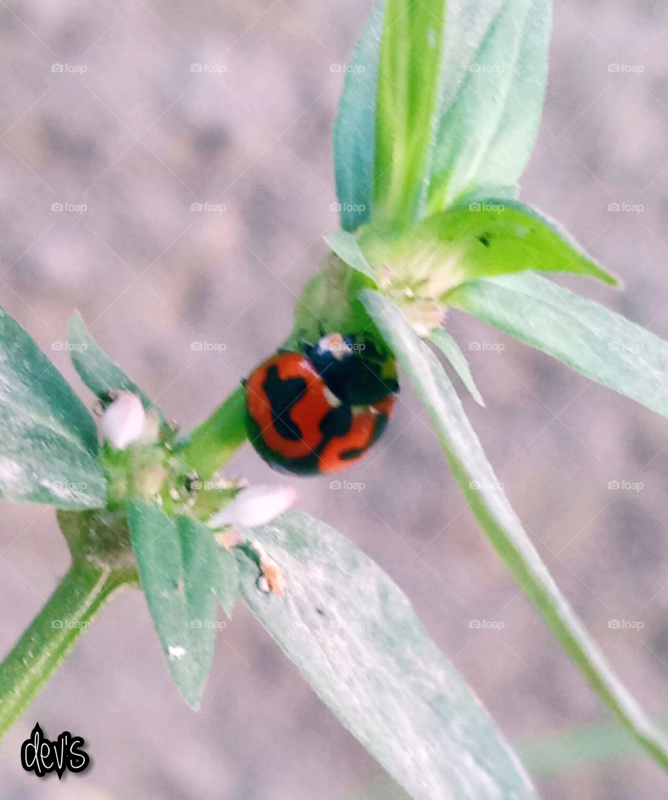 Green with ladybug 🐞