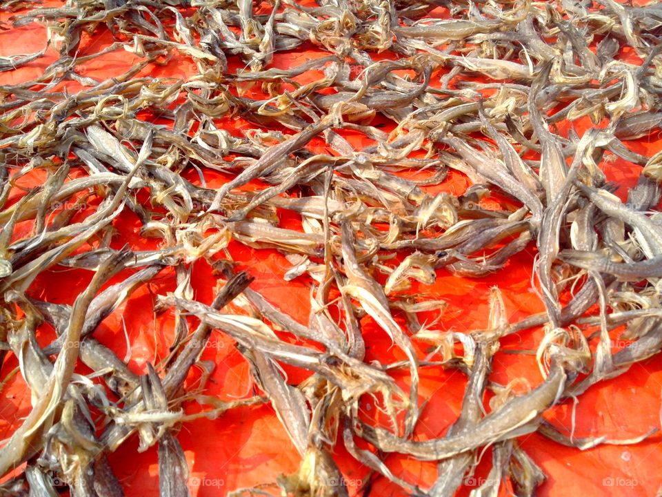 dry Fish