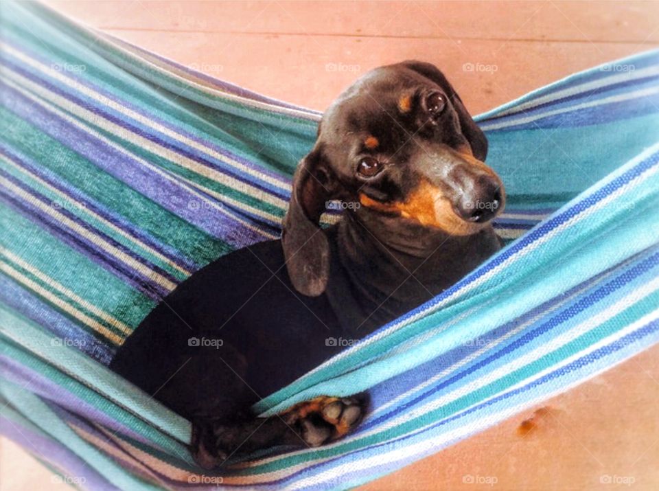 Mia sitting on the hammock 