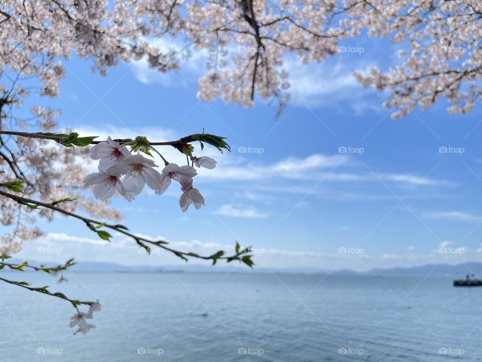 Cherry Blossoms by the Lake