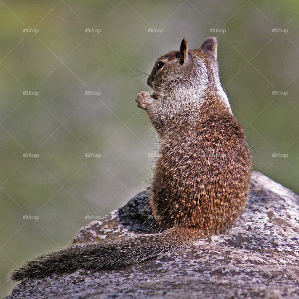 A lesser chipmunk sitting on a log facing away from camera