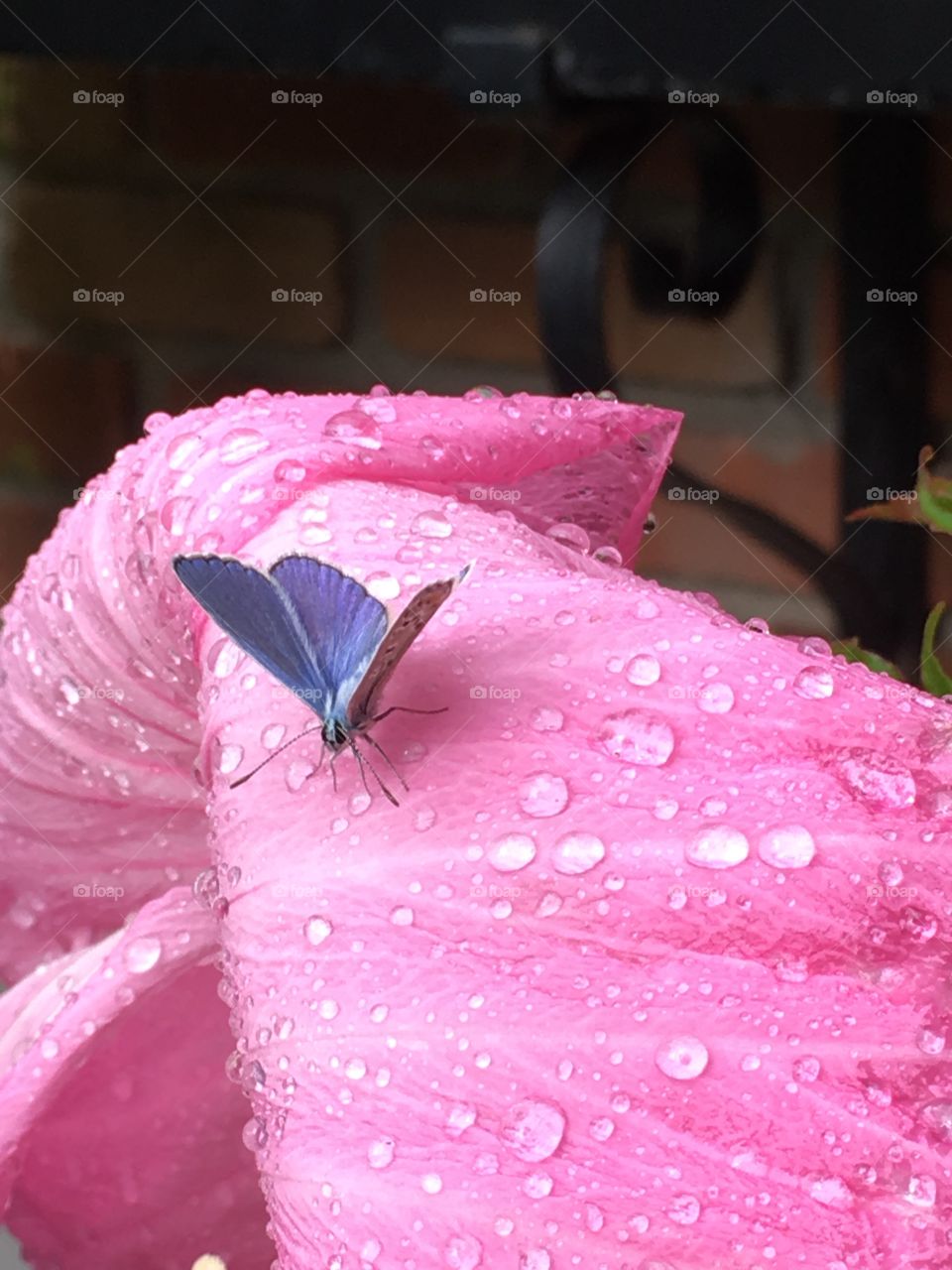 A butterfly peacefully drinking on a flower petal