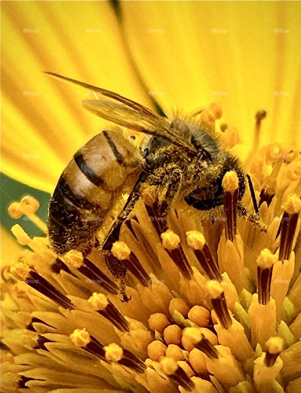 Bee collecting pollen on a yellow daisy