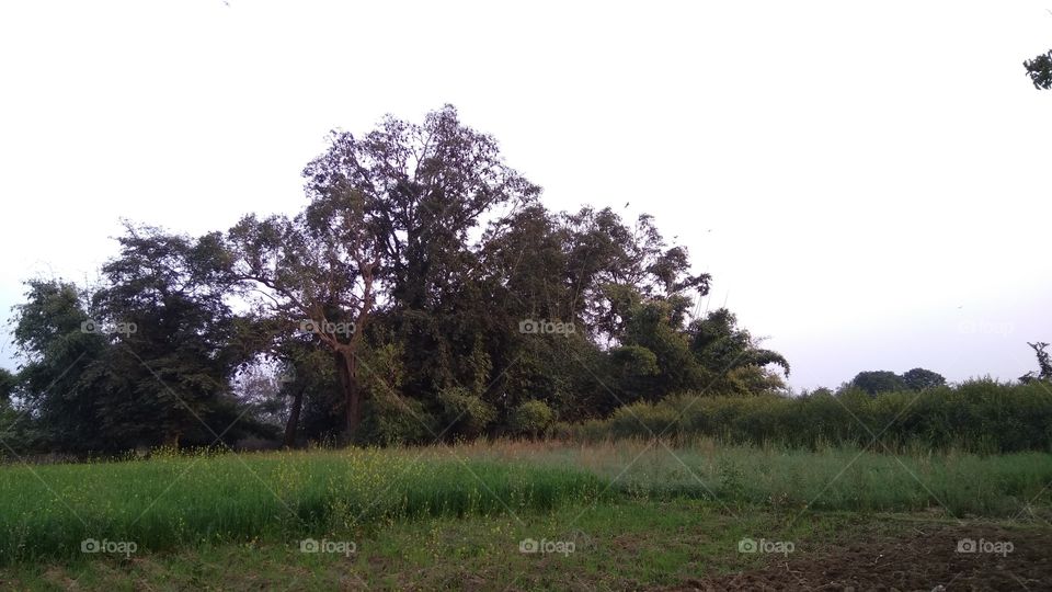 awesome bats house on the tree