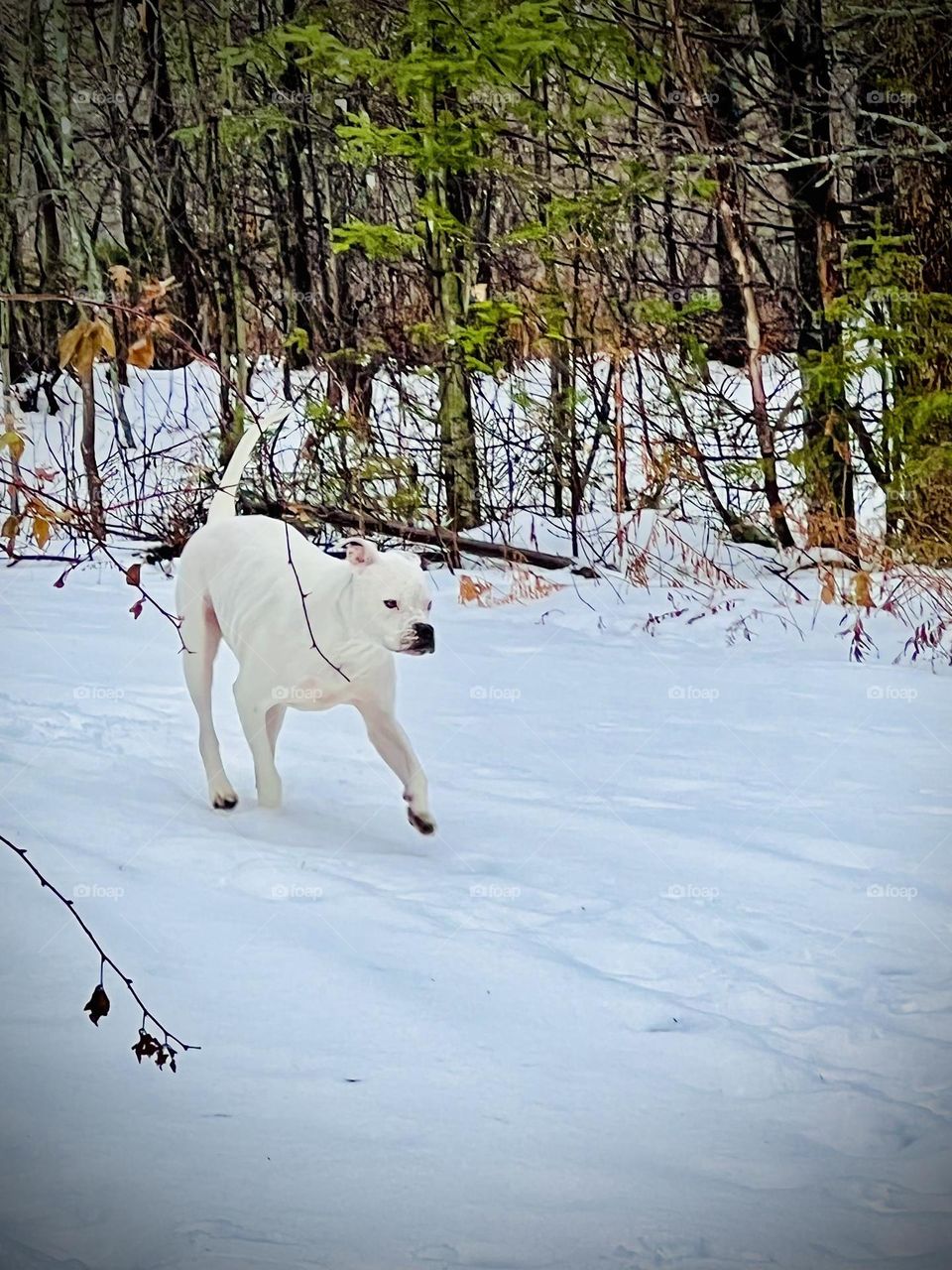American bulldog running through the snow and trees in Maine during the winter.