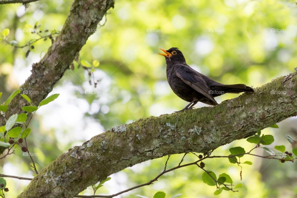 One black bird sitting on a tree branch singing at spring surrounded by green leaves in the forest 