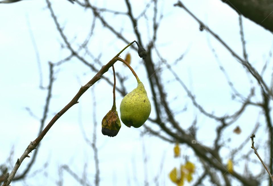 The nature in winter