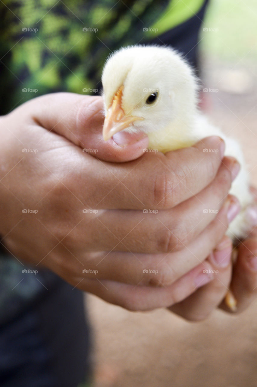 Little Boy holding a Baby Chick in his hands