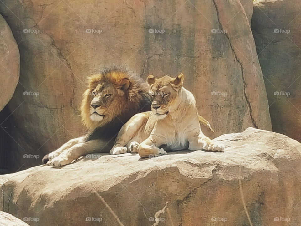 Zoo Day-Lions