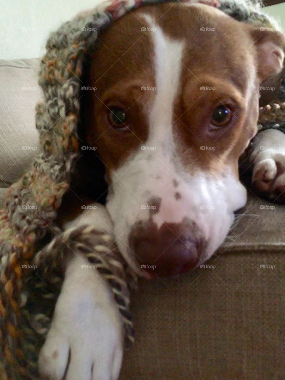 Beautiful rescue pitbull dog in his new blanket 