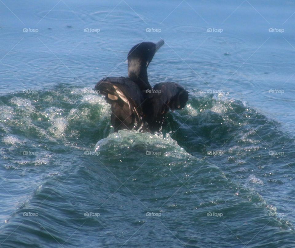 Cormorant Landing on the Water