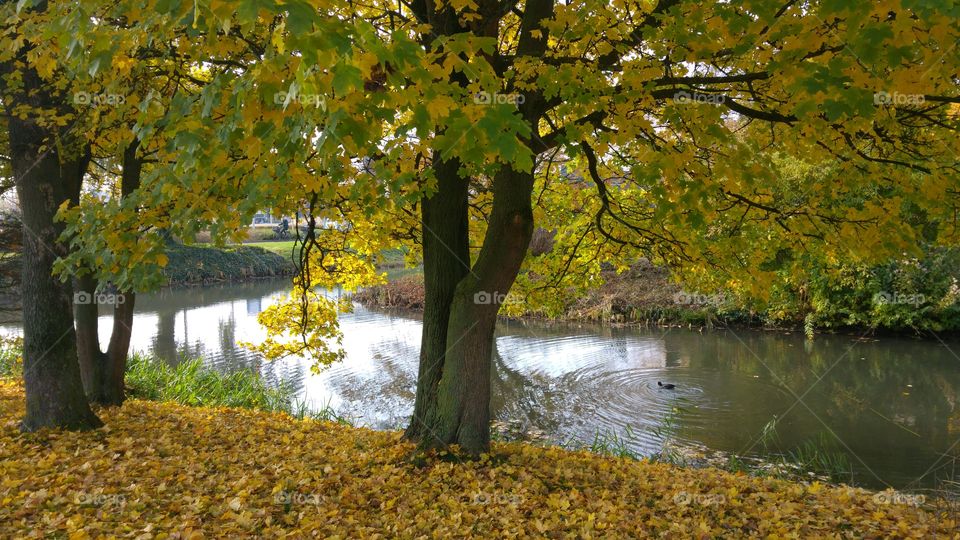 Autumn landscape with fall leaves