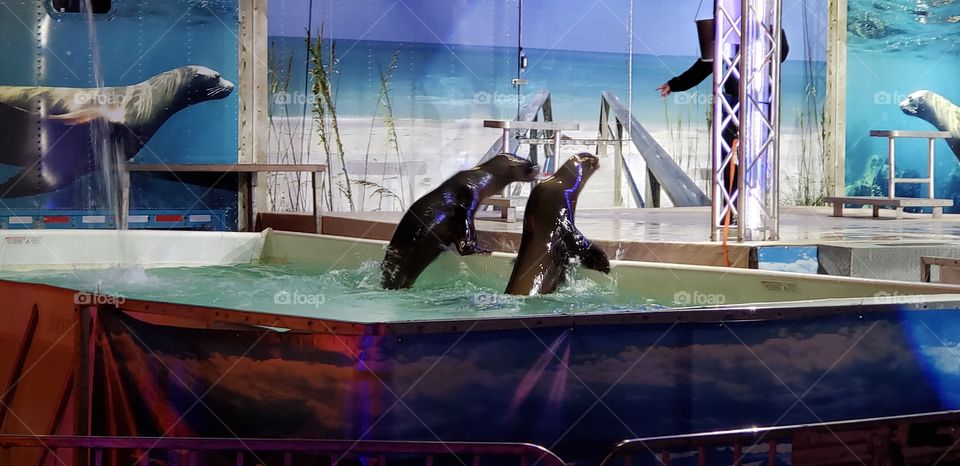 sea lions having fun playing in and out of the water