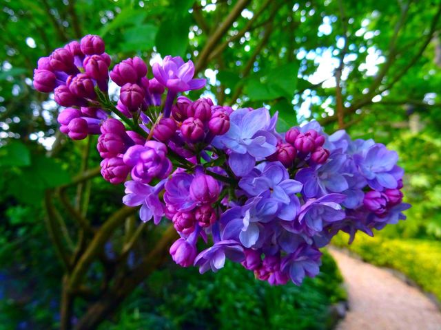 blue flowers