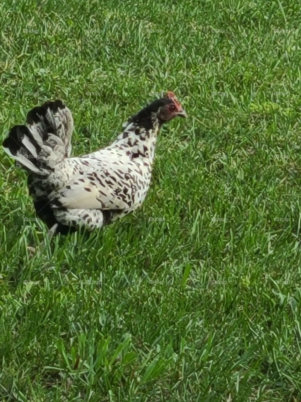 black and white  chicken