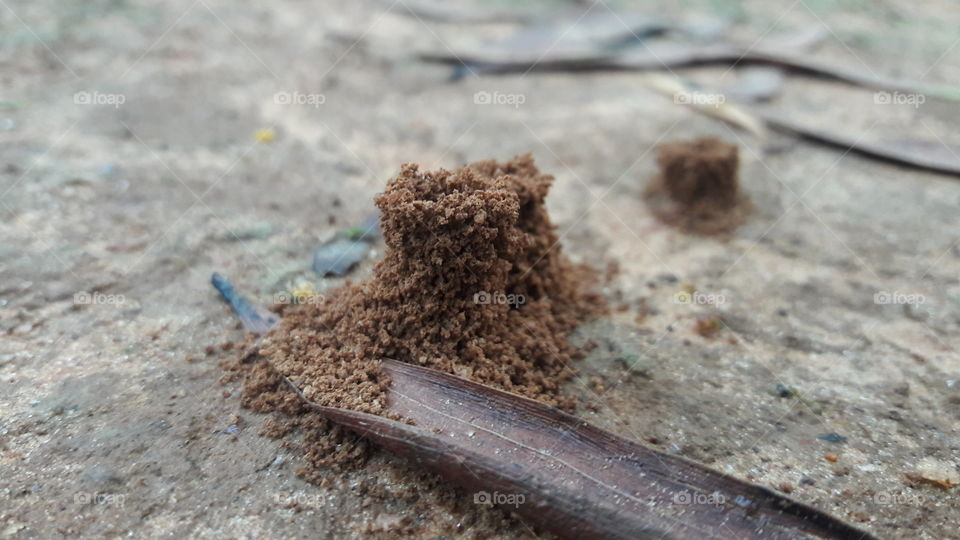 ant hill