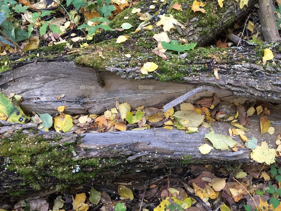 moss-covered old tree trunk
