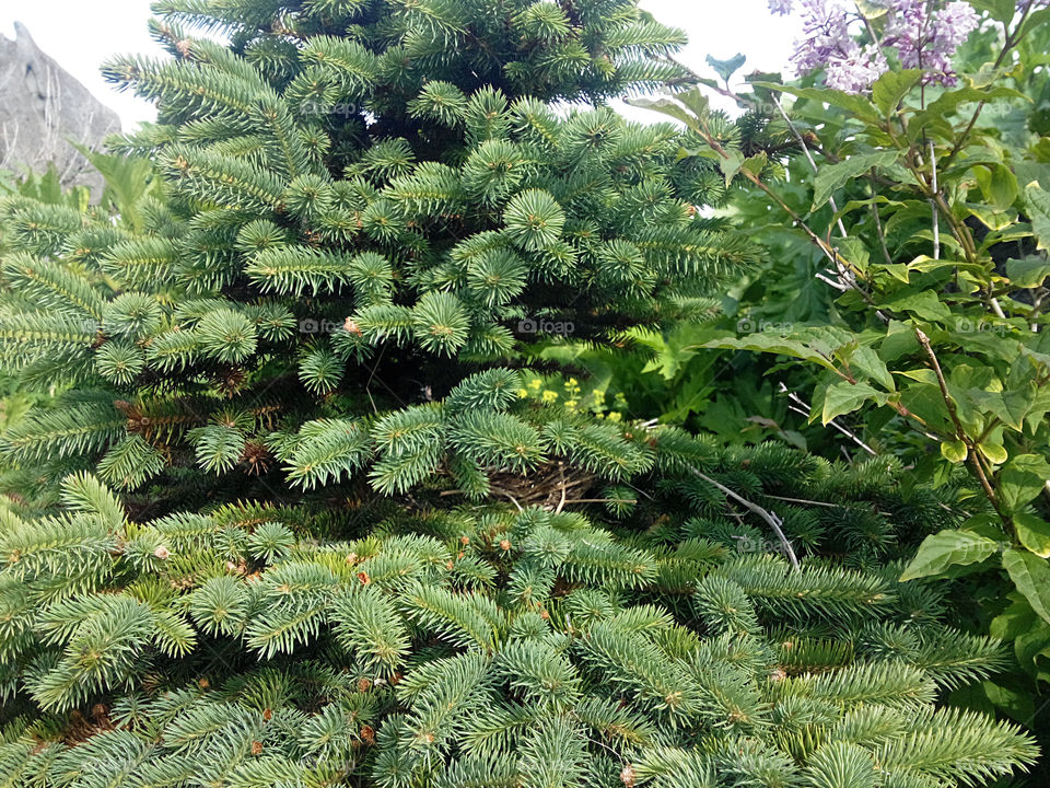 Coniferous and deciduous trees