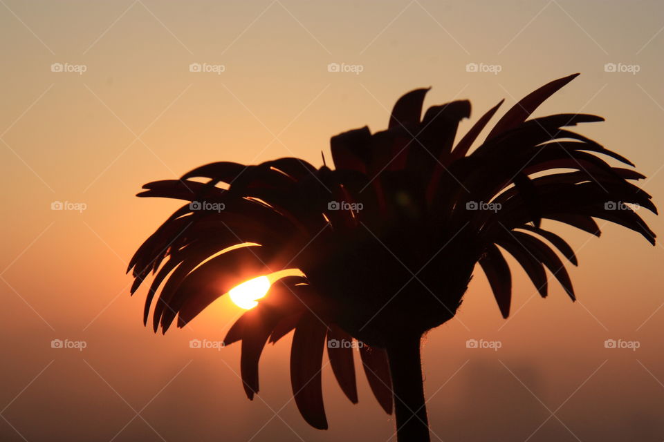 gerbera's silhouette with sun in background
