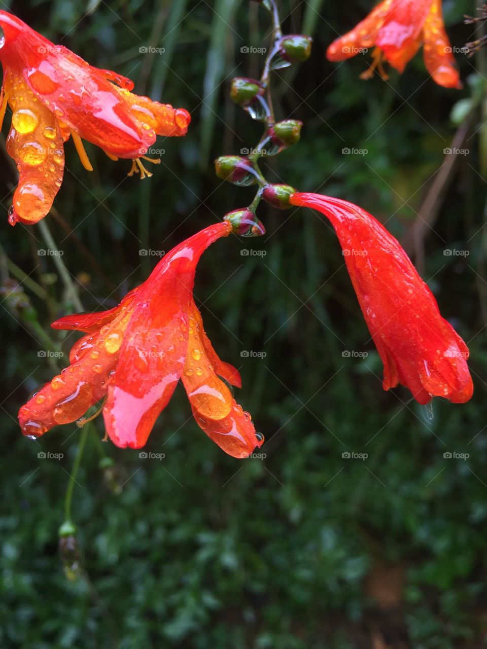 Beautiful flowers in 🌧