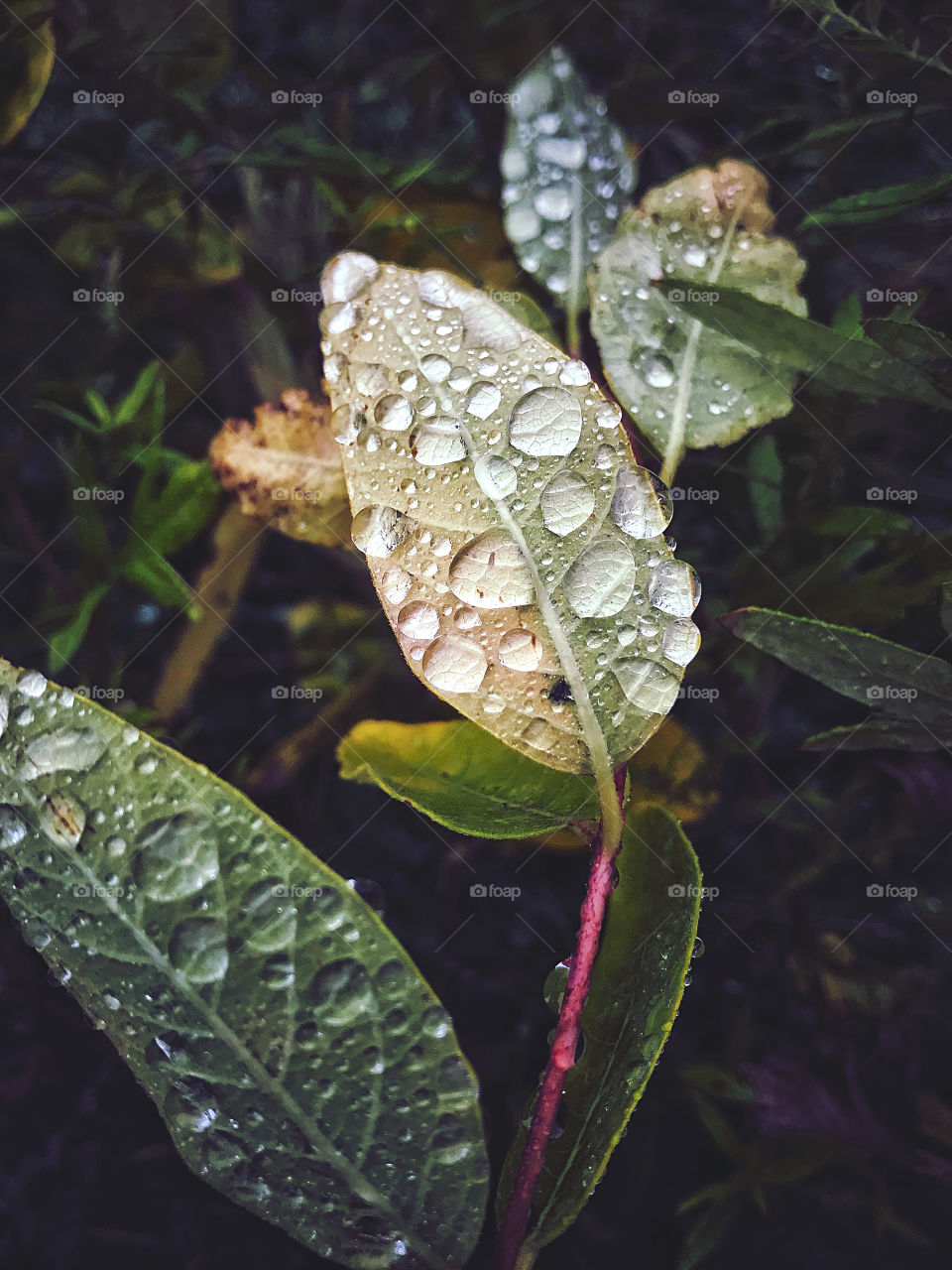 Raindrops on leaves 