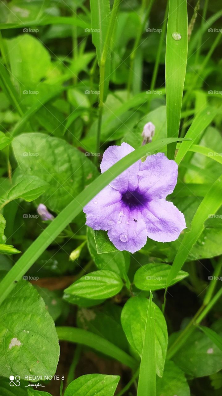 Beautiful violet flower in between lusciously green grass on a rainy day. Country side views of Kerala.