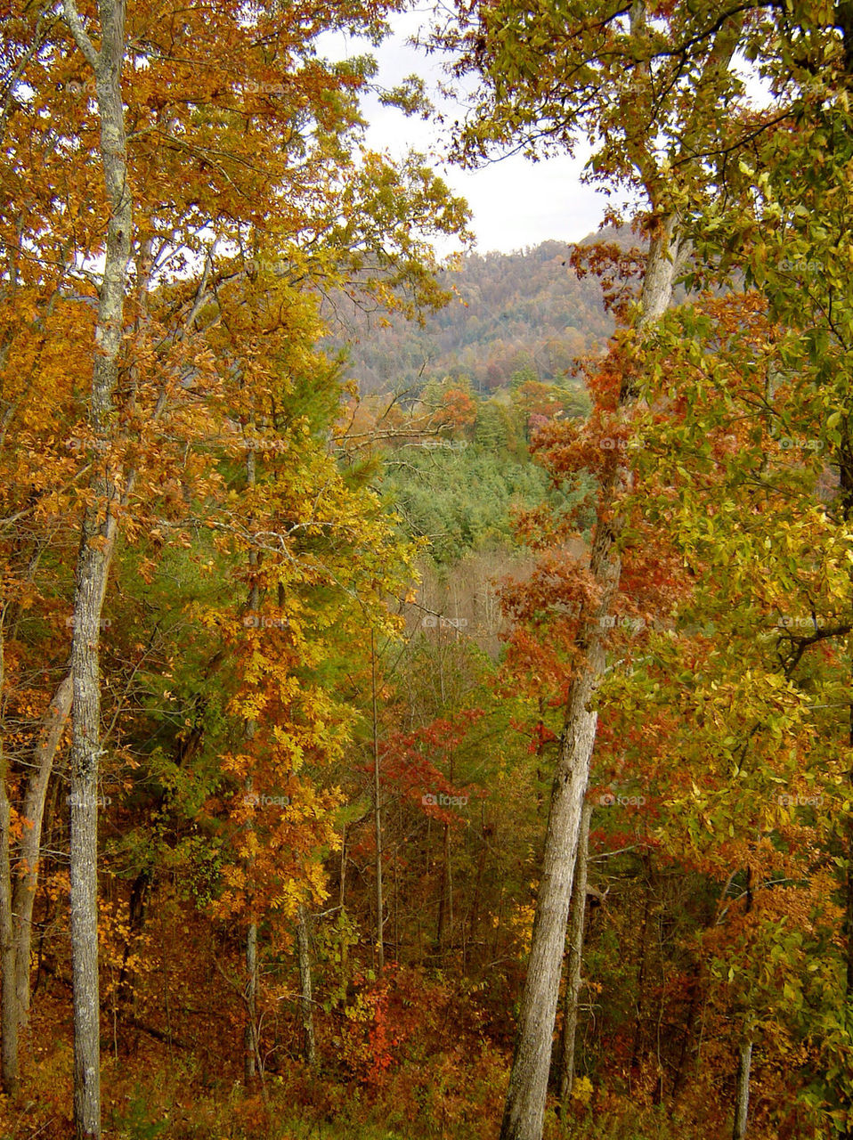 Fall, Leaf, Wood, Tree, Nature