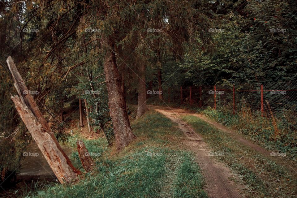 Summer landscape with pond