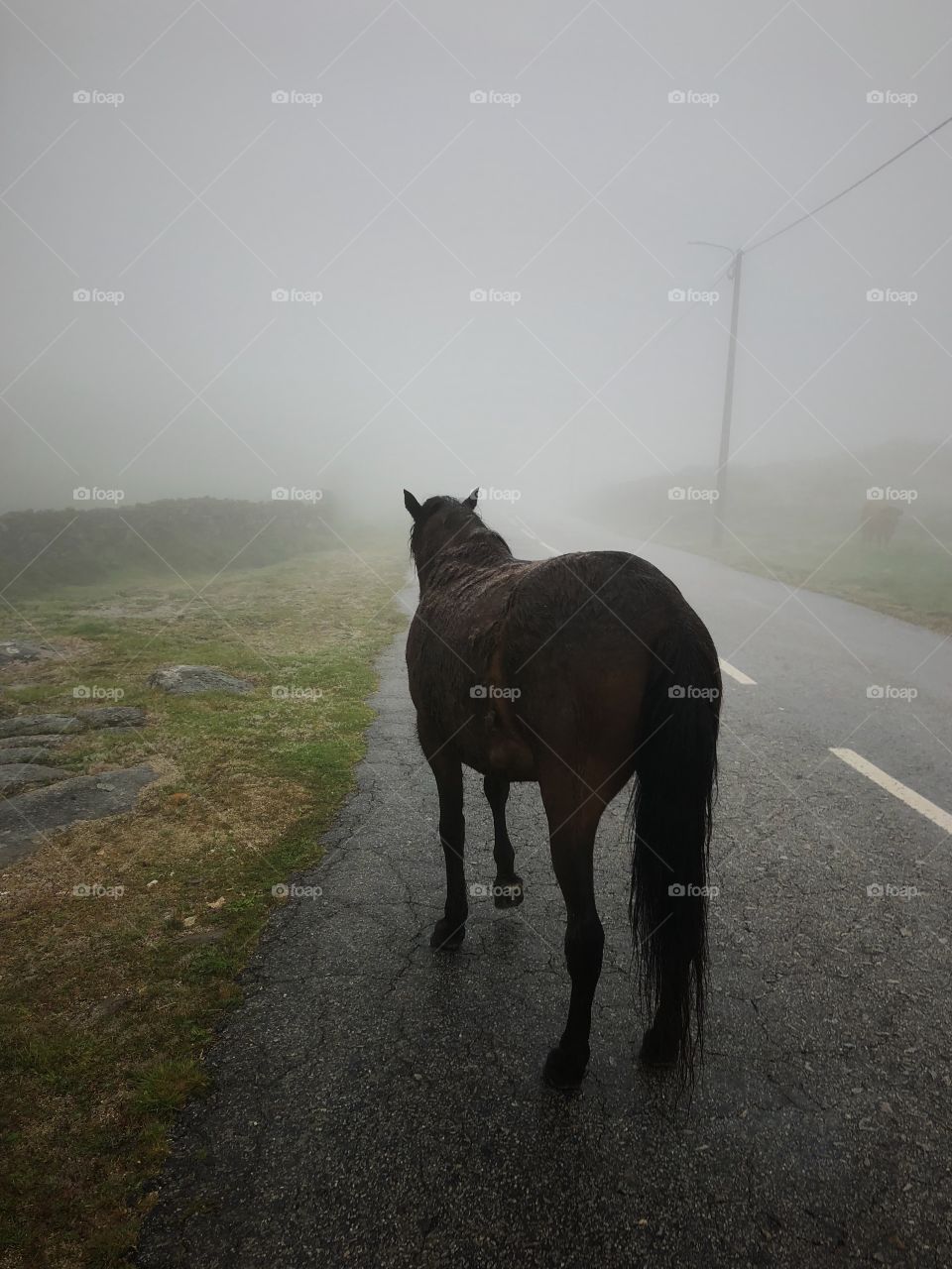 Horse in fog