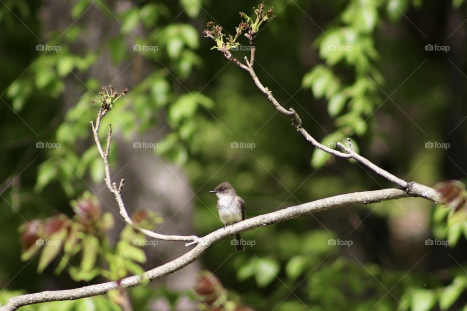 Perched Pennsylvanian Warbler