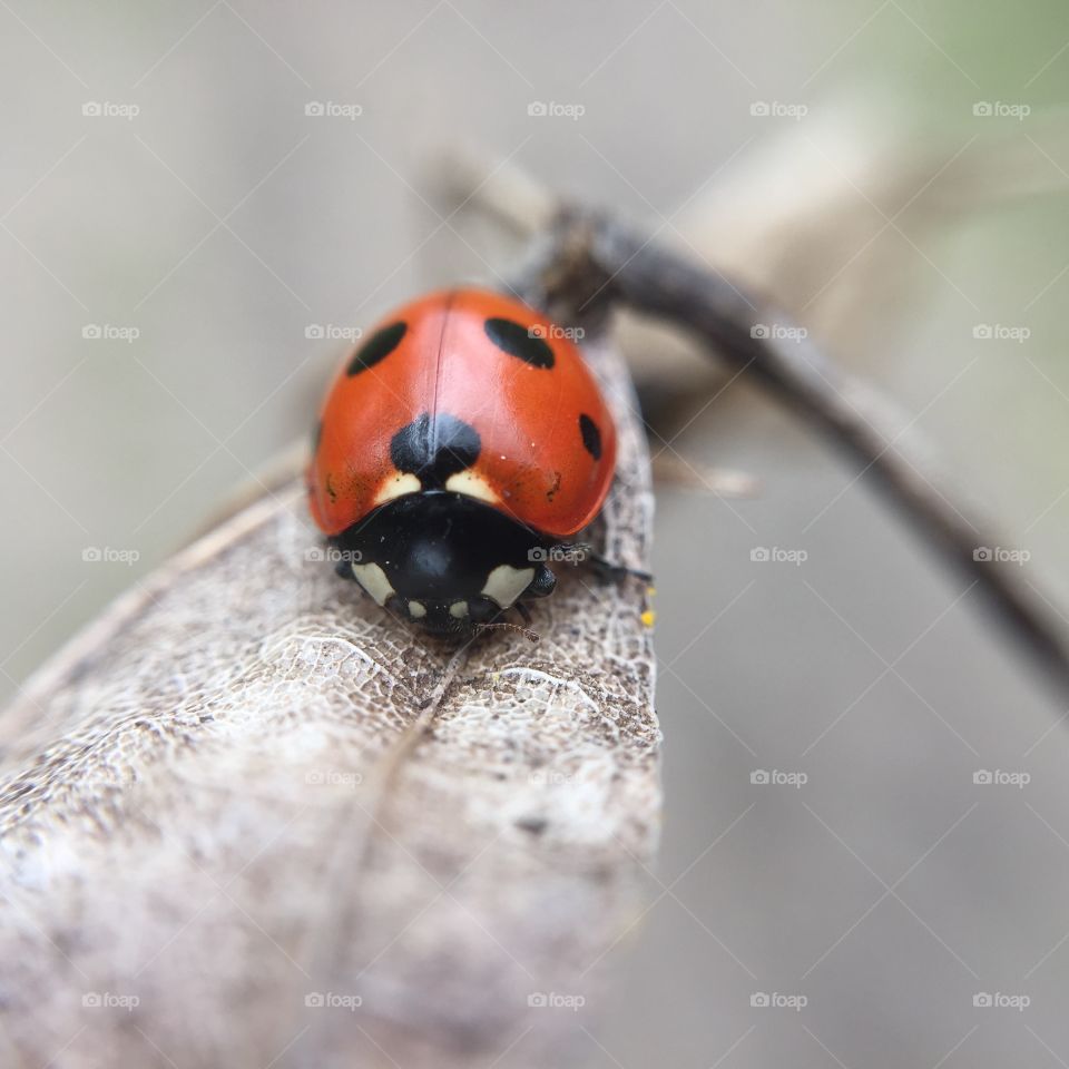 Ladybug on dry leaf