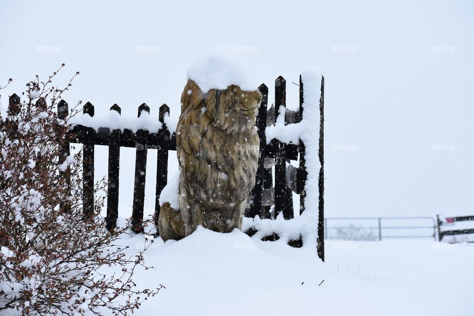 Snow covered lion statue in the snow