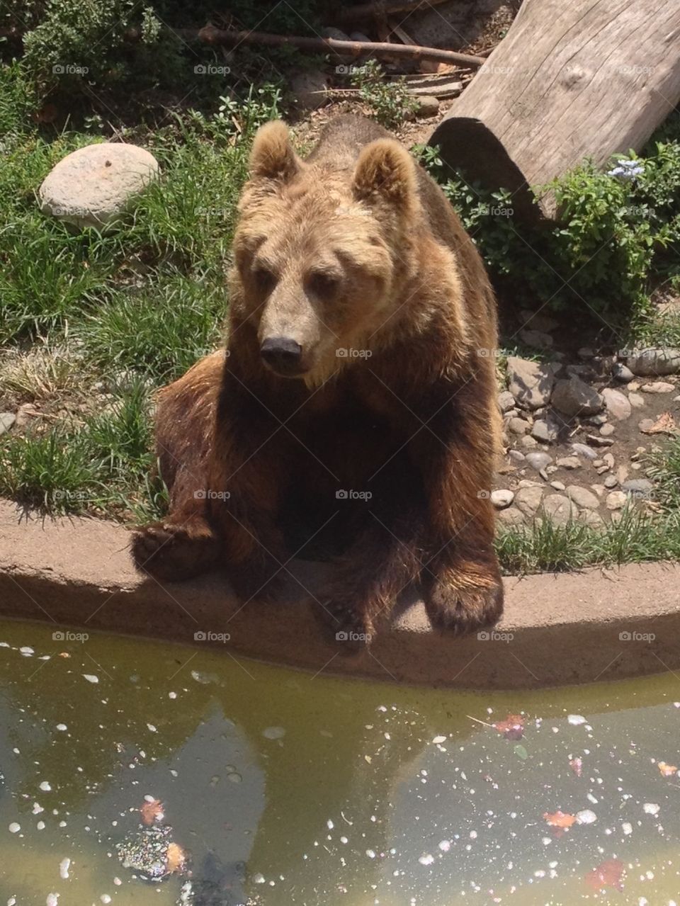 bear