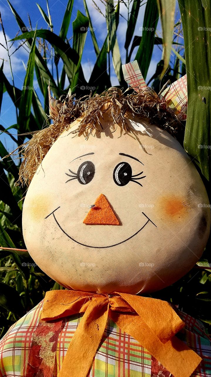 A friendly scarecrow in the middle of a cornfield or cornmaze.