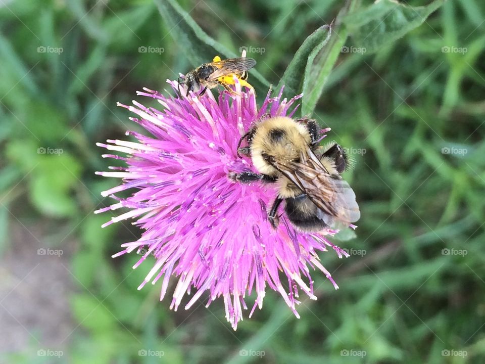 The thistle and the bee 